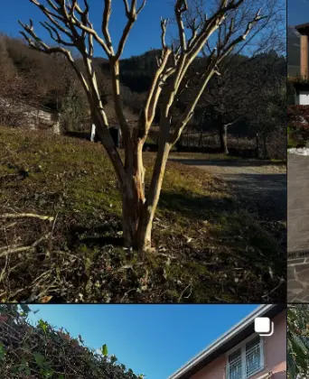 Potatura importante di un albero